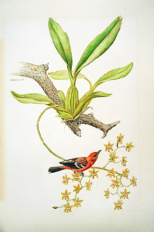 oriel