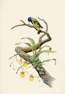 siskin
