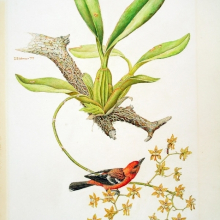 Striped-backed oriole