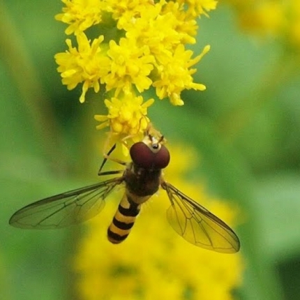 Bee Fly
