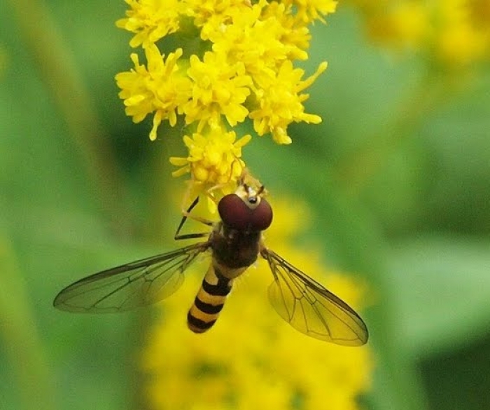 Bee Fly