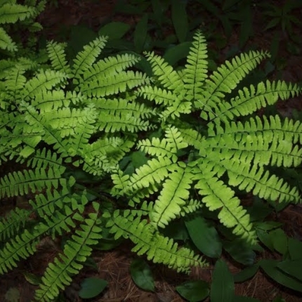 Maidenhair Fern
