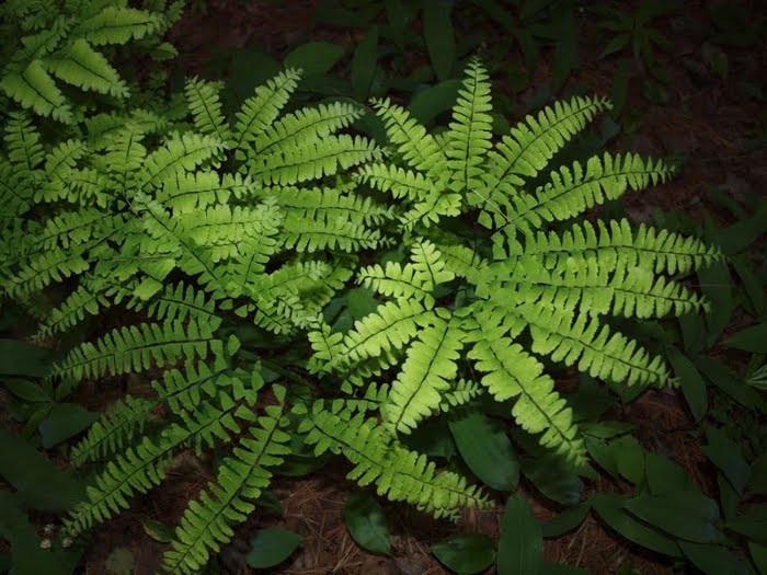 Maidenhair Fern