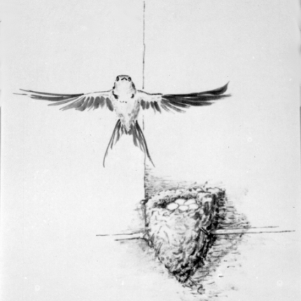 Barn Swallow