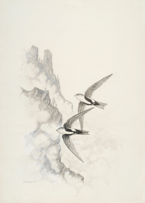 White-throated swift