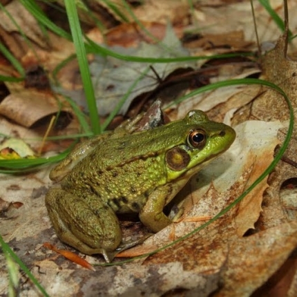Frog
