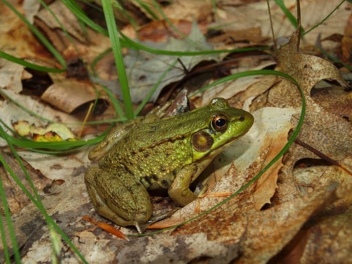 Frog
