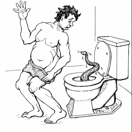 Snake In the Toilet