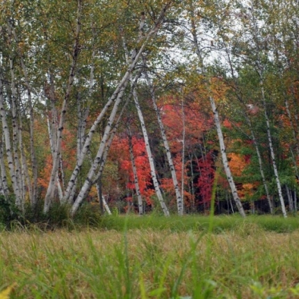 Autum