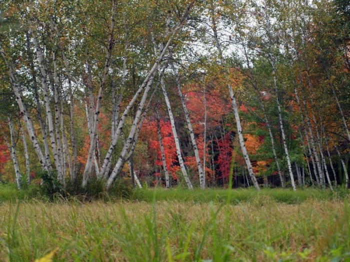 Autum