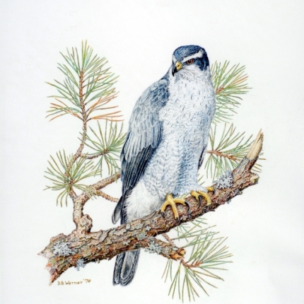 Northern goshawk