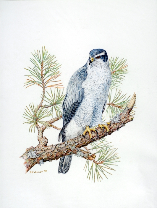 Northern goshawk