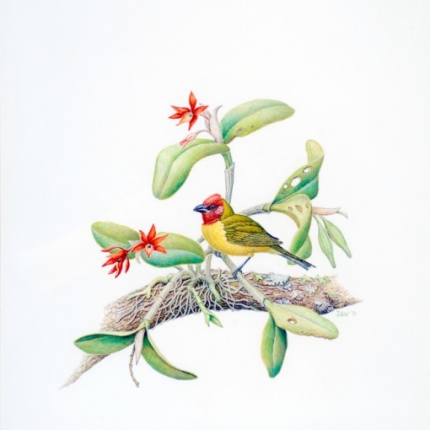 Red-headed tanager