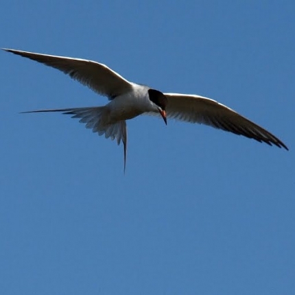 Tern