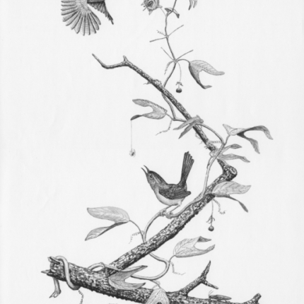  Brown-throated wren 