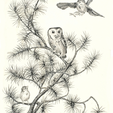 Pygmy owl and song sparrow