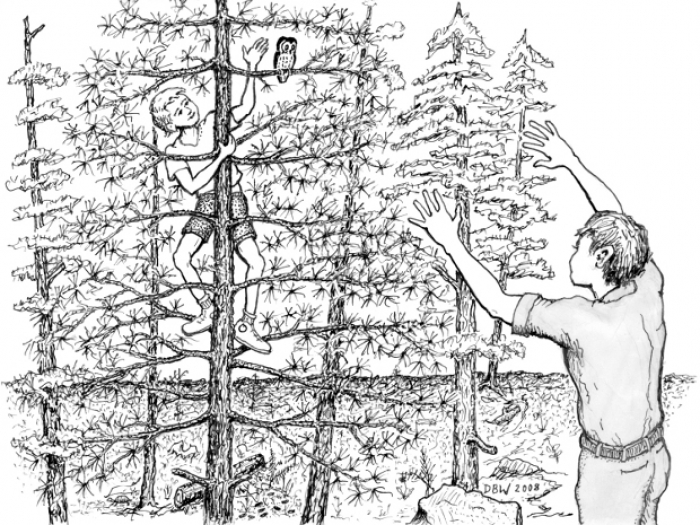 Capturing an Owl