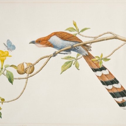 Squirrel Cuckoo