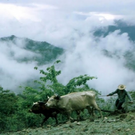 Plowing with Oxen