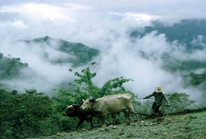 Plowing with Oxen