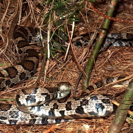 Milk Snake