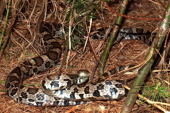 Milk Snake