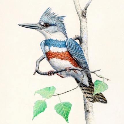 Belted kingfisher