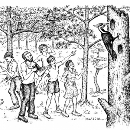 Pilated Woodpecker