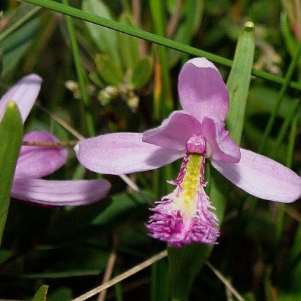Orchid
