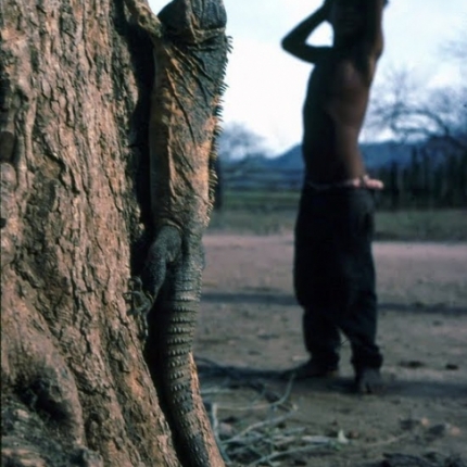 Iguana
