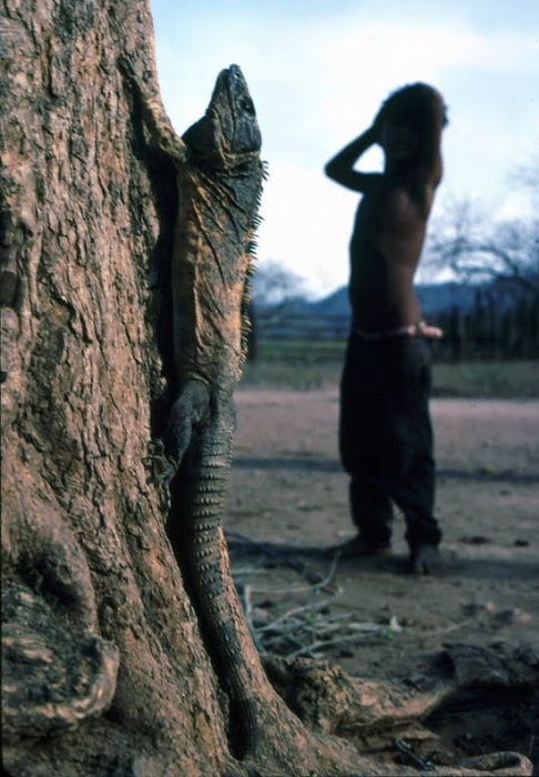 Iguana