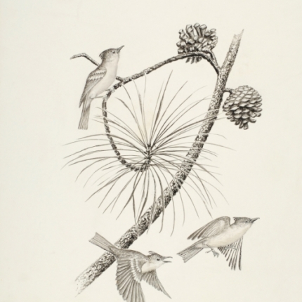 Tufted flycatcher